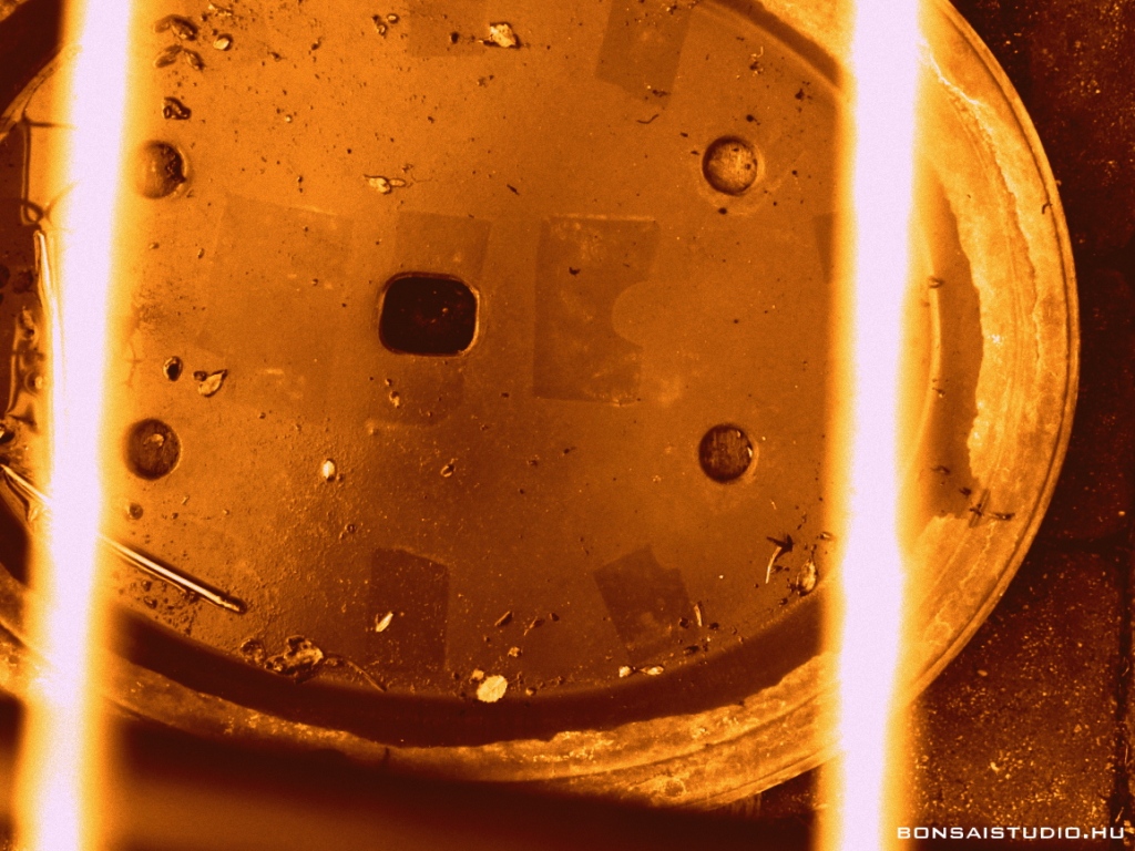 marczika bonsai kerteszet erd hungary bonsai studio